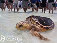 CMA-Turtle Release